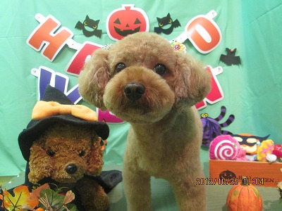 ファイル 5226-1.jpg