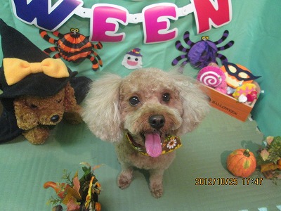 ファイル 5227-1.jpg