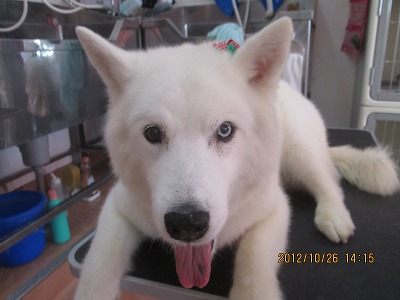 ファイル 5228-1.jpg