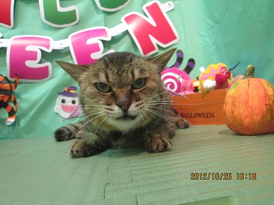 ファイル 5229-1.jpg