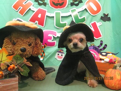 ファイル 5234-1.jpg