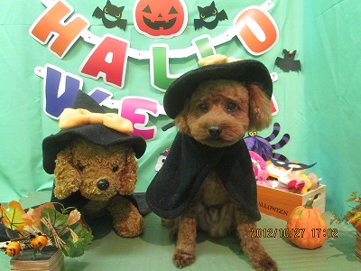 ファイル 5237-1.jpg