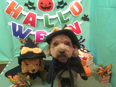 ファイル 5238-1.jpg