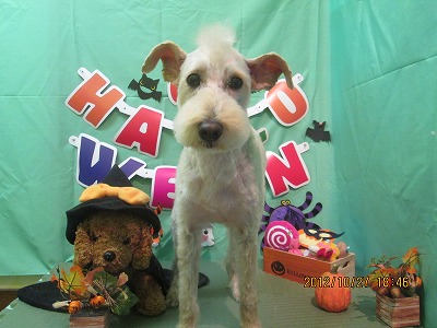 ファイル 5239-1.jpg