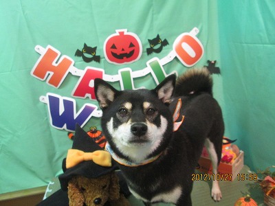 ファイル 5244-1.jpg