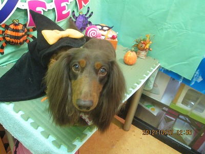 ファイル 5249-2.jpg