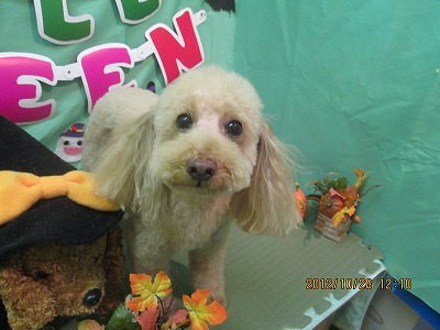 ファイル 5250-2.jpg