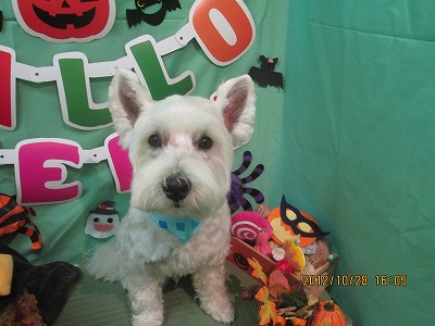 ファイル 5253-2.jpg