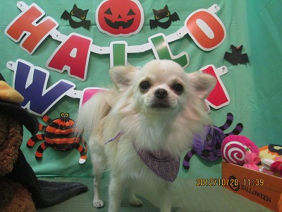 ファイル 5255-2.jpg