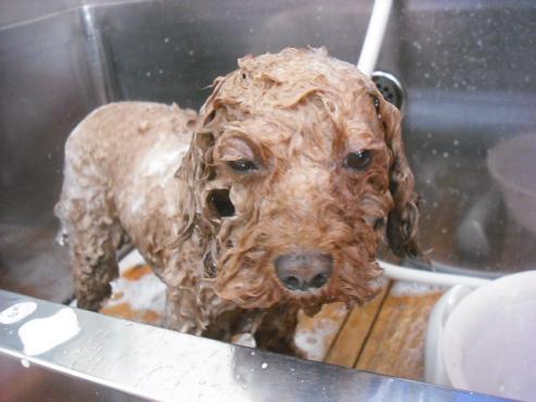 ファイル 526-2.jpg