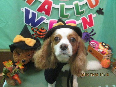 ファイル 5261-1.jpg