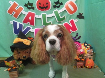 ファイル 5262-2.jpg