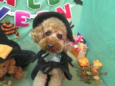 ファイル 5264-1.jpg