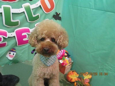 ファイル 5264-2.jpg