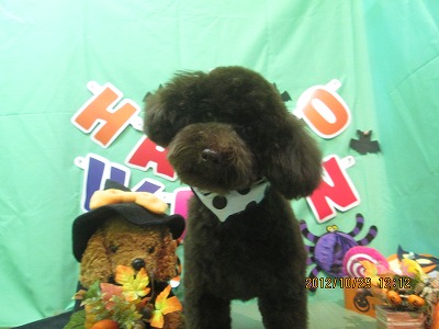 ファイル 5265-2.jpg