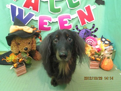 ファイル 5266-2.jpg