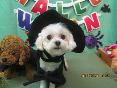 ファイル 5268-1.jpg