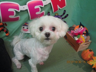 ファイル 5268-2.jpg