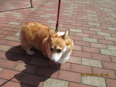 ファイル 5270-2.jpg