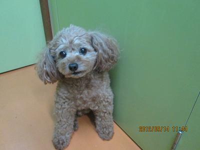 ファイル 5272-1.jpg