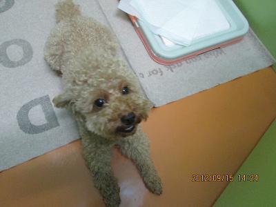 ファイル 5274-1.jpg