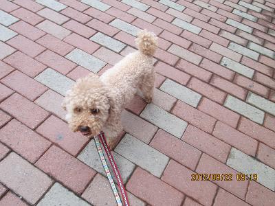 ファイル 5274-2.jpg