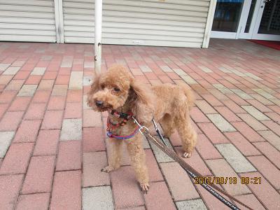 ファイル 5276-2.jpg