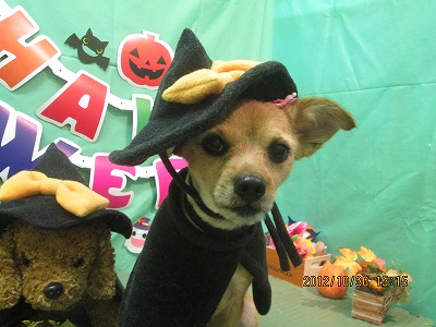 ファイル 5285-1.jpg