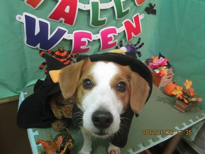 ファイル 5286-1.jpg