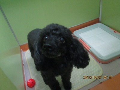 ファイル 5310-2.jpg