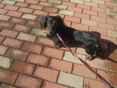 ファイル 5312-2.jpg