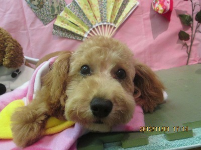 ファイル 5318-1.jpg