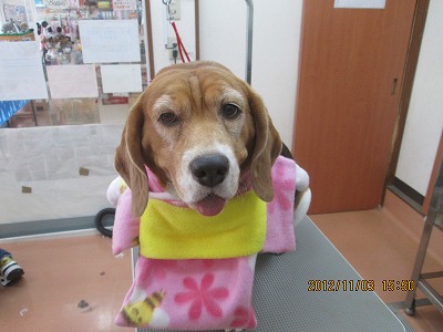 ファイル 5333-1.jpg