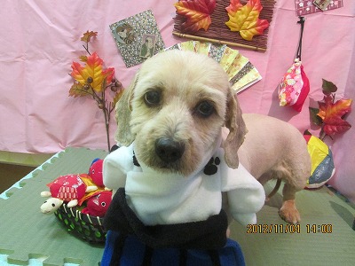 ファイル 5347-1.jpg