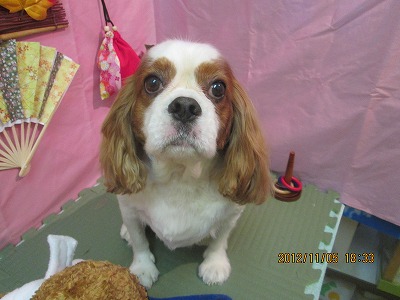 ファイル 5354-1.jpg