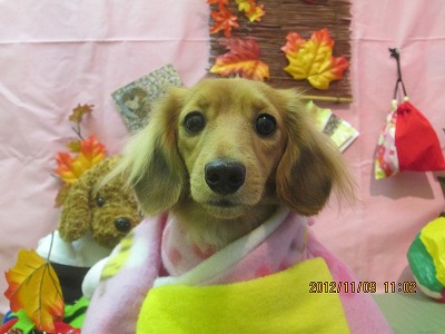 ファイル 5373-1.jpg