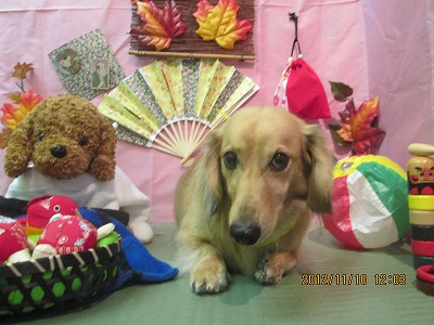 ファイル 5381-1.jpg