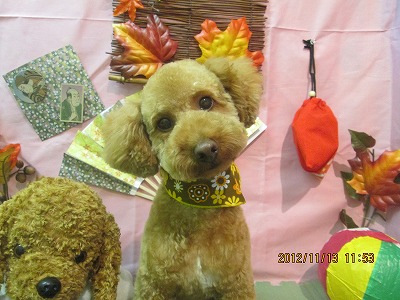 ファイル 5416-2.jpg