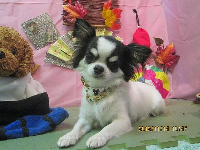 ファイル 5427-2.jpg