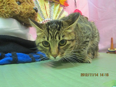 ファイル 5428-1.jpg