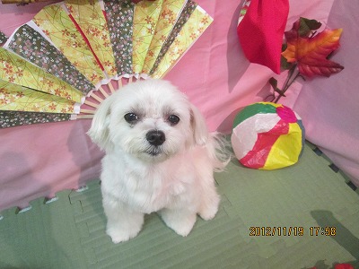 ファイル 5460-2.jpg