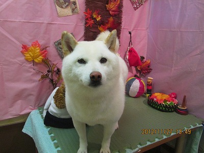 ファイル 5526-1.jpg