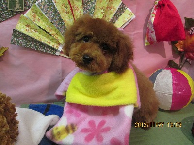 ファイル 5529-1.jpg