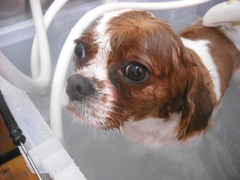 ファイル 553-2.jpg