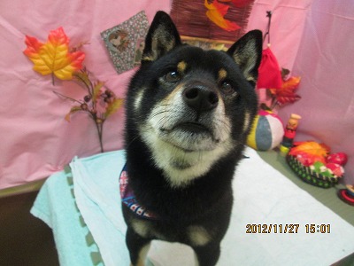 ファイル 5530-2.jpg