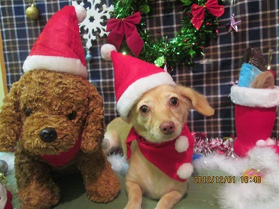 ファイル 5545-1.jpg