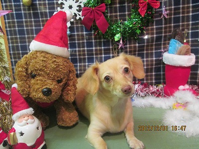 ファイル 5545-2.jpg