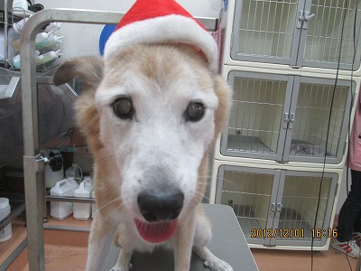 ファイル 5551-1.jpg