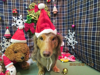 ファイル 5556-1.jpg