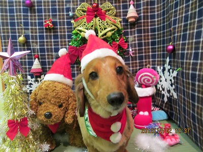 ファイル 5560-1.jpg